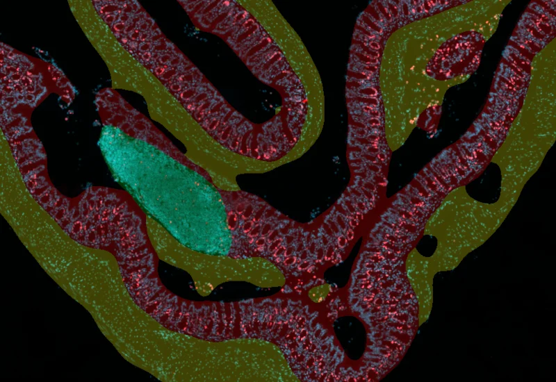 Dynamic Content Image